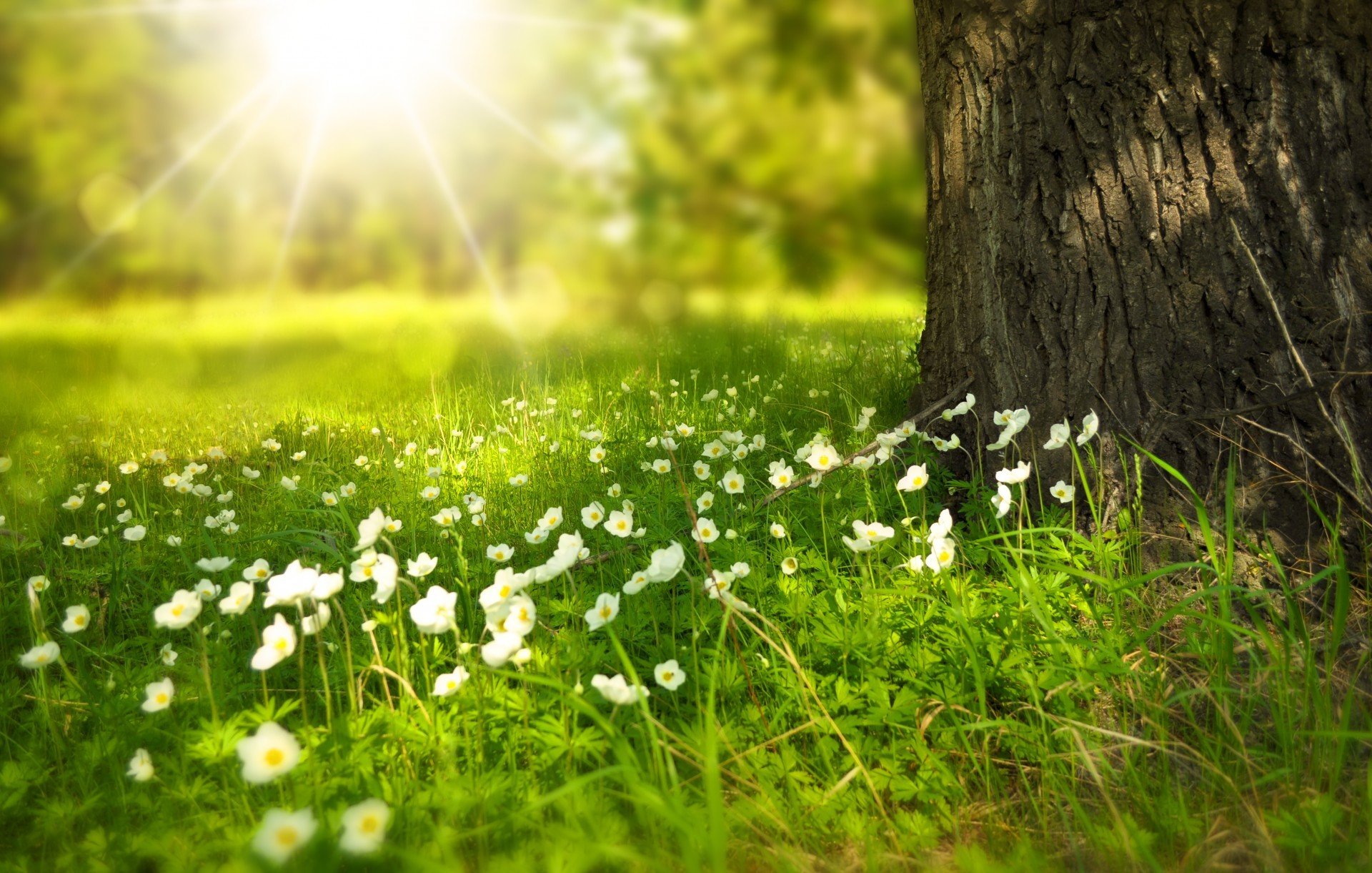 larissa koshkina lichtung baum stamm licht blumen strahlen sommer