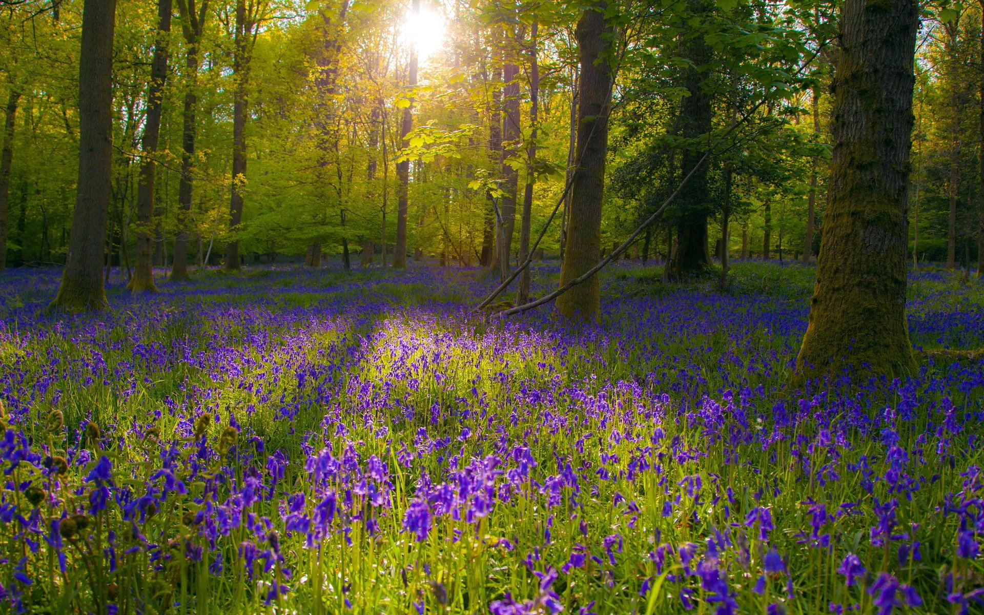 fleurs nature lumière