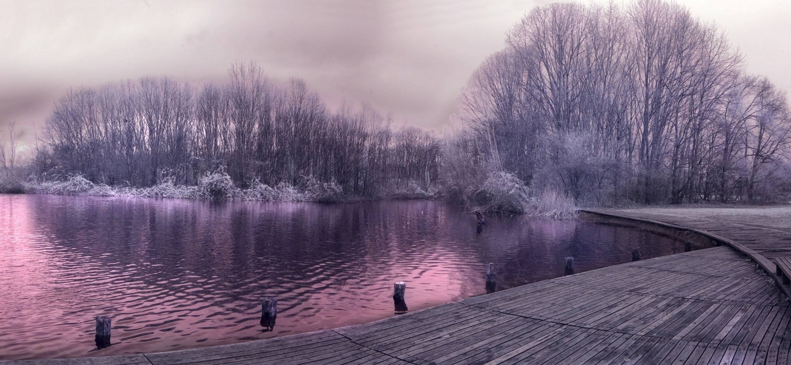 herbe givre arbres lac quai