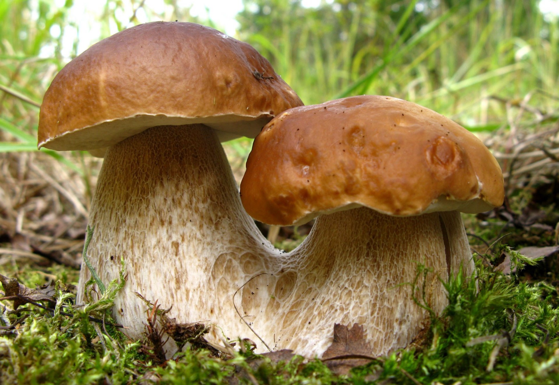 mushrooms boletus steam nature