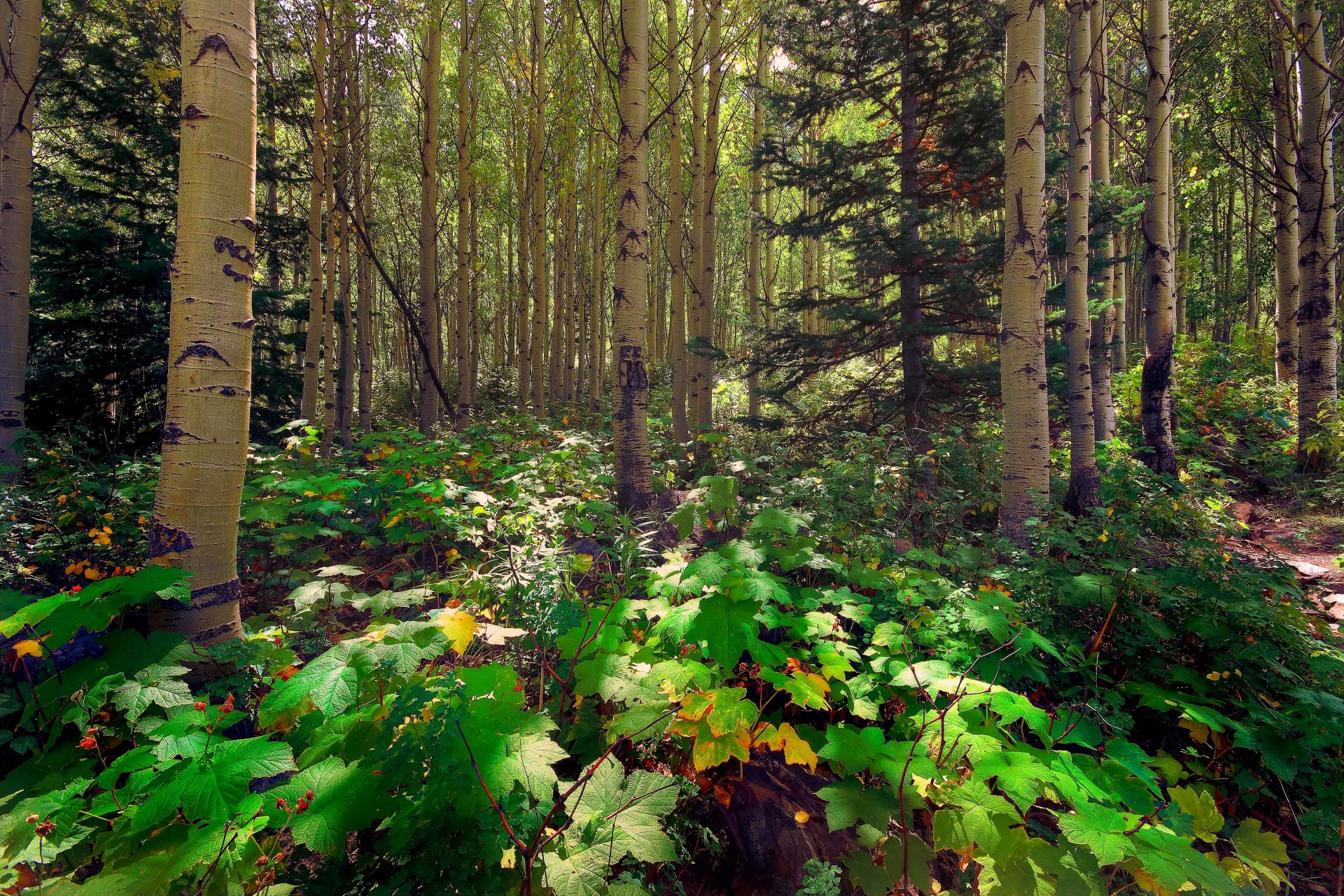 foresta alberi pioppo tremulo pino sole raggi luce