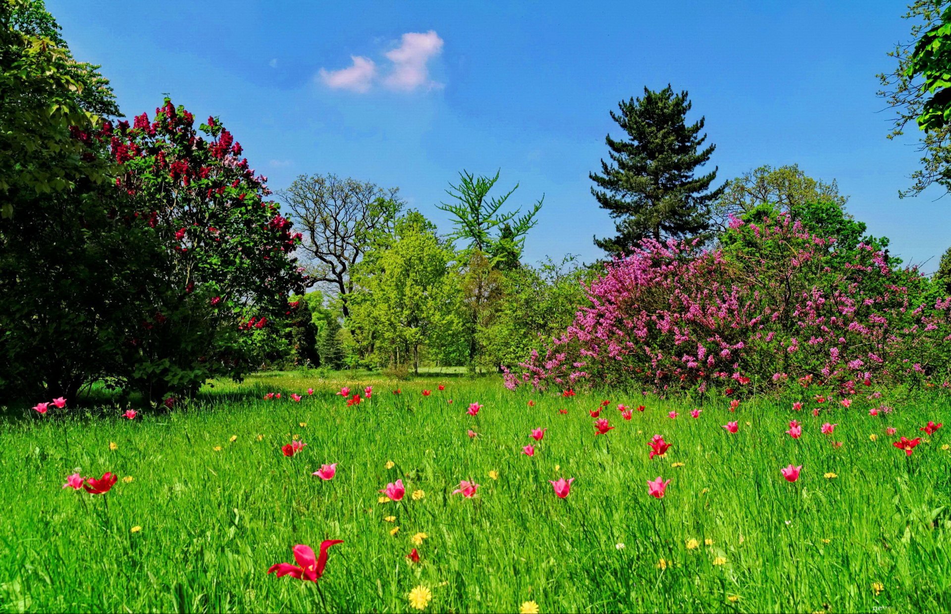 erba prato alberi fiori bellezza verde cielo