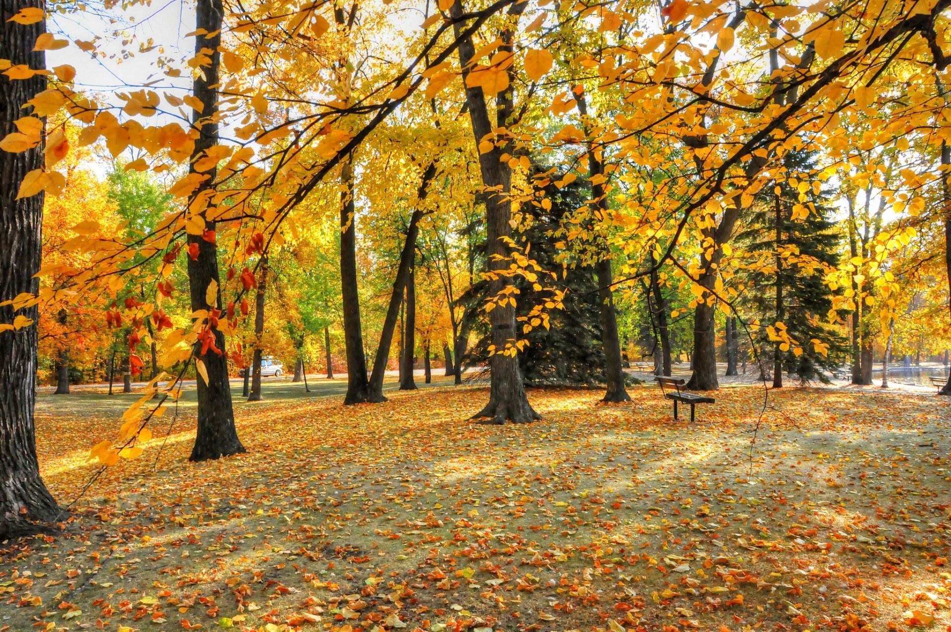 otoño parque árboles hojas