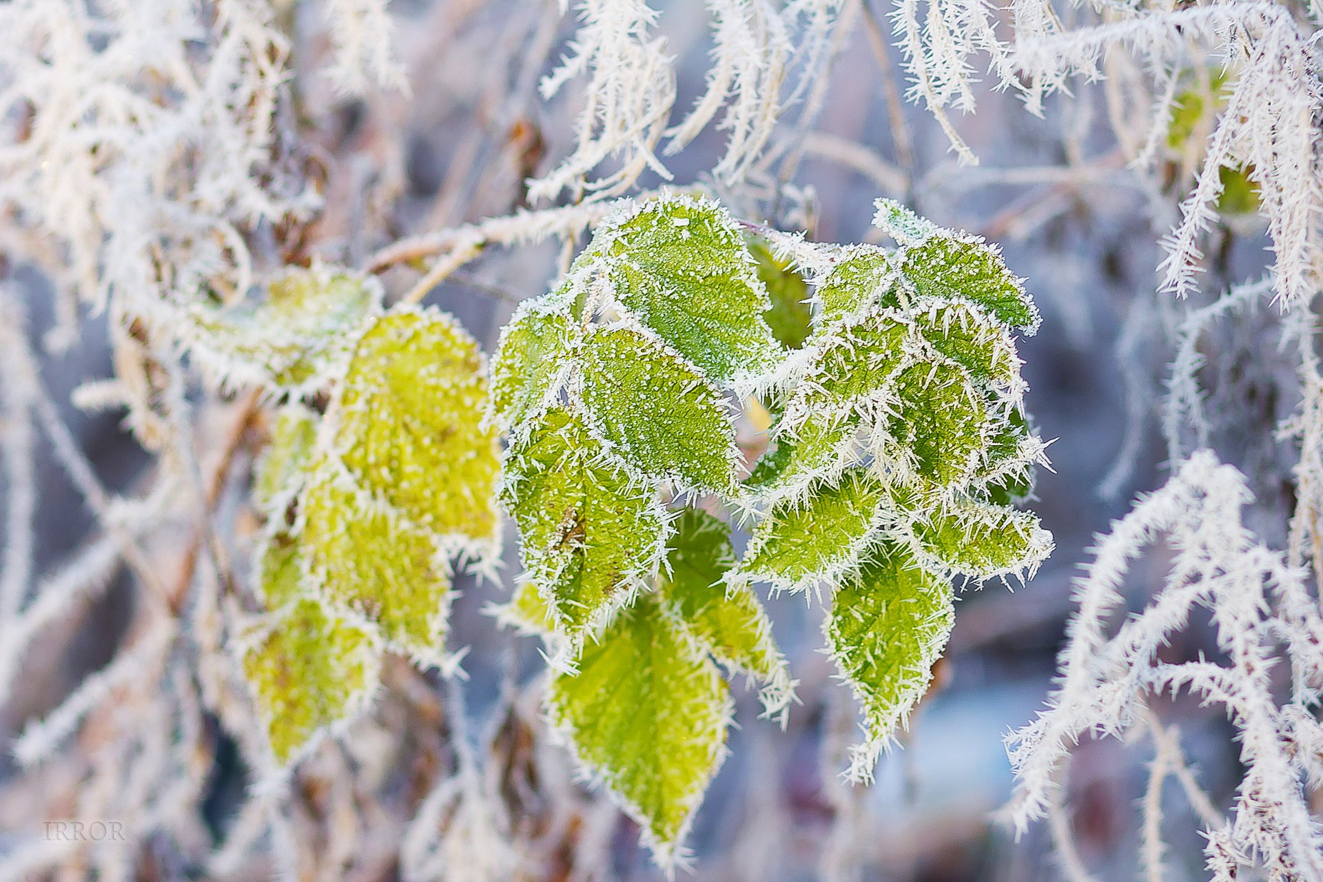 feuilles givre neige branche gel