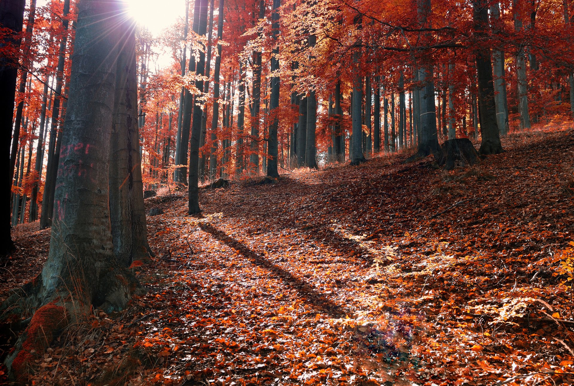 herbst wald blätter gefallen sonne strahlen