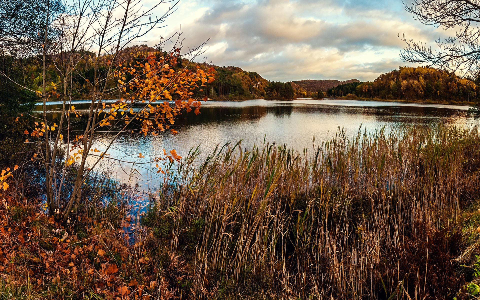 autumn pond bog grass dry tree