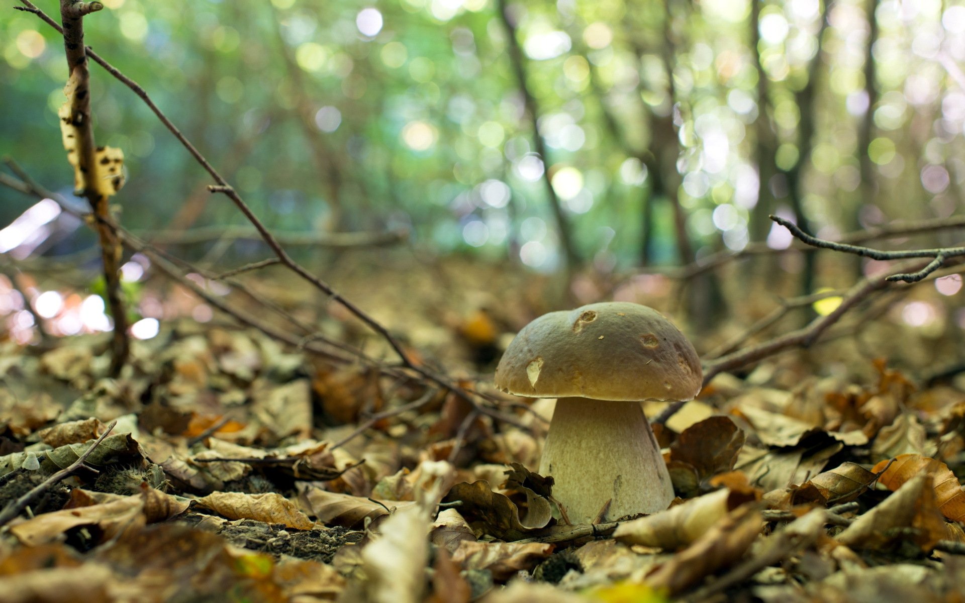 grzyb las jesień natura