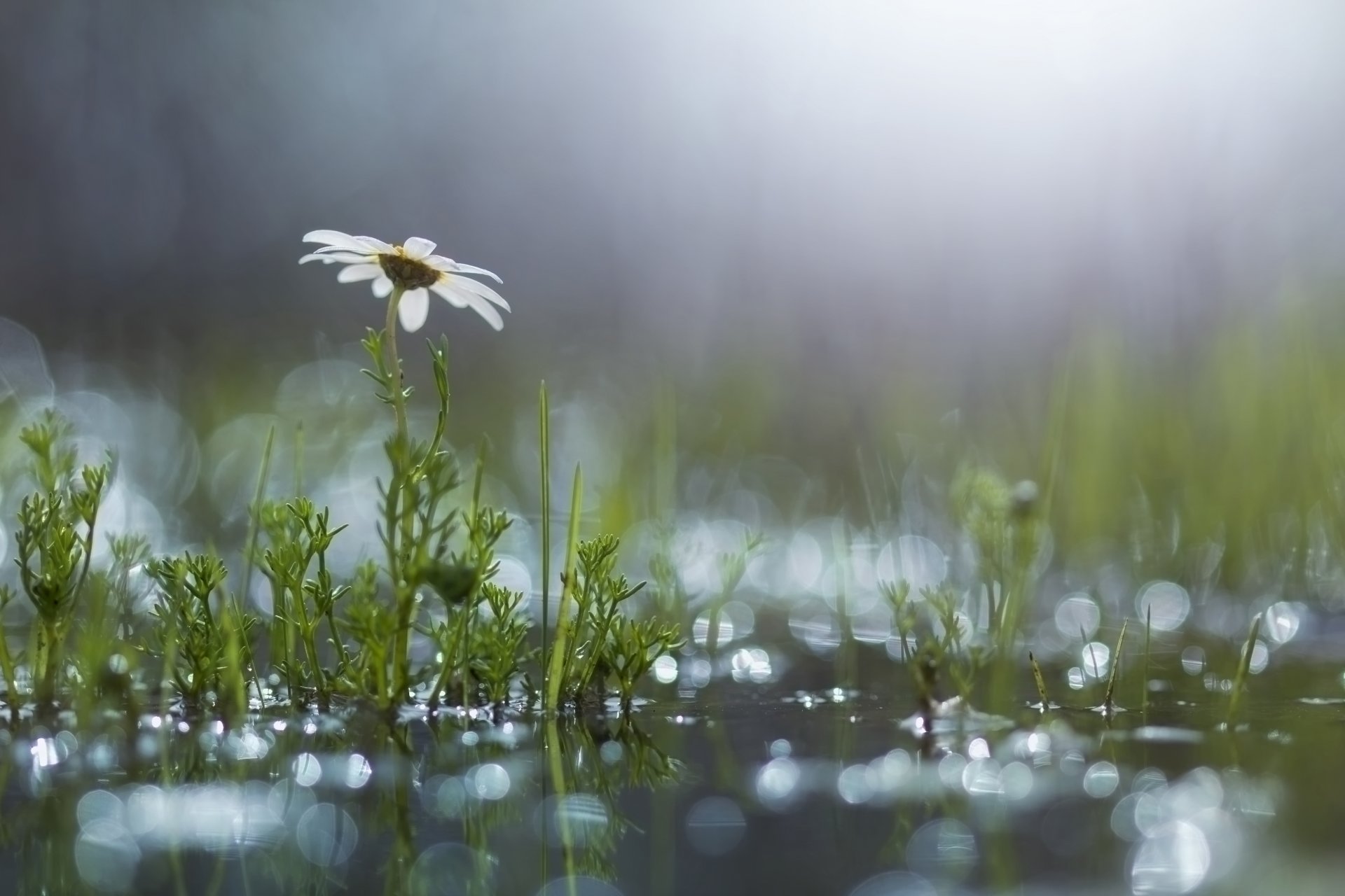 grass flower daisy a pool reflections after the rain