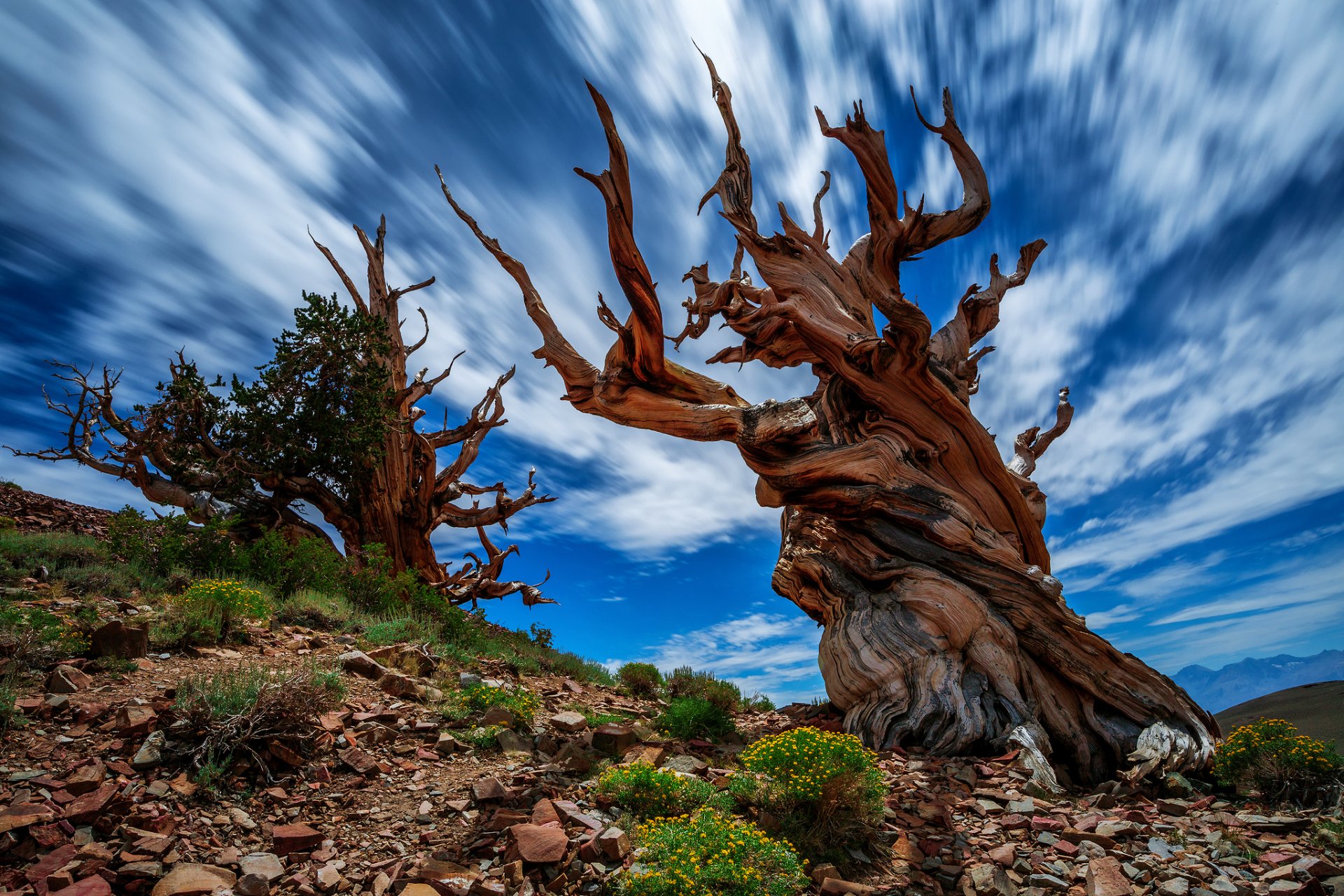 naturaleza estados unidos california antiguo bristlecone pino árbol rocas flores cielo nubes extracto