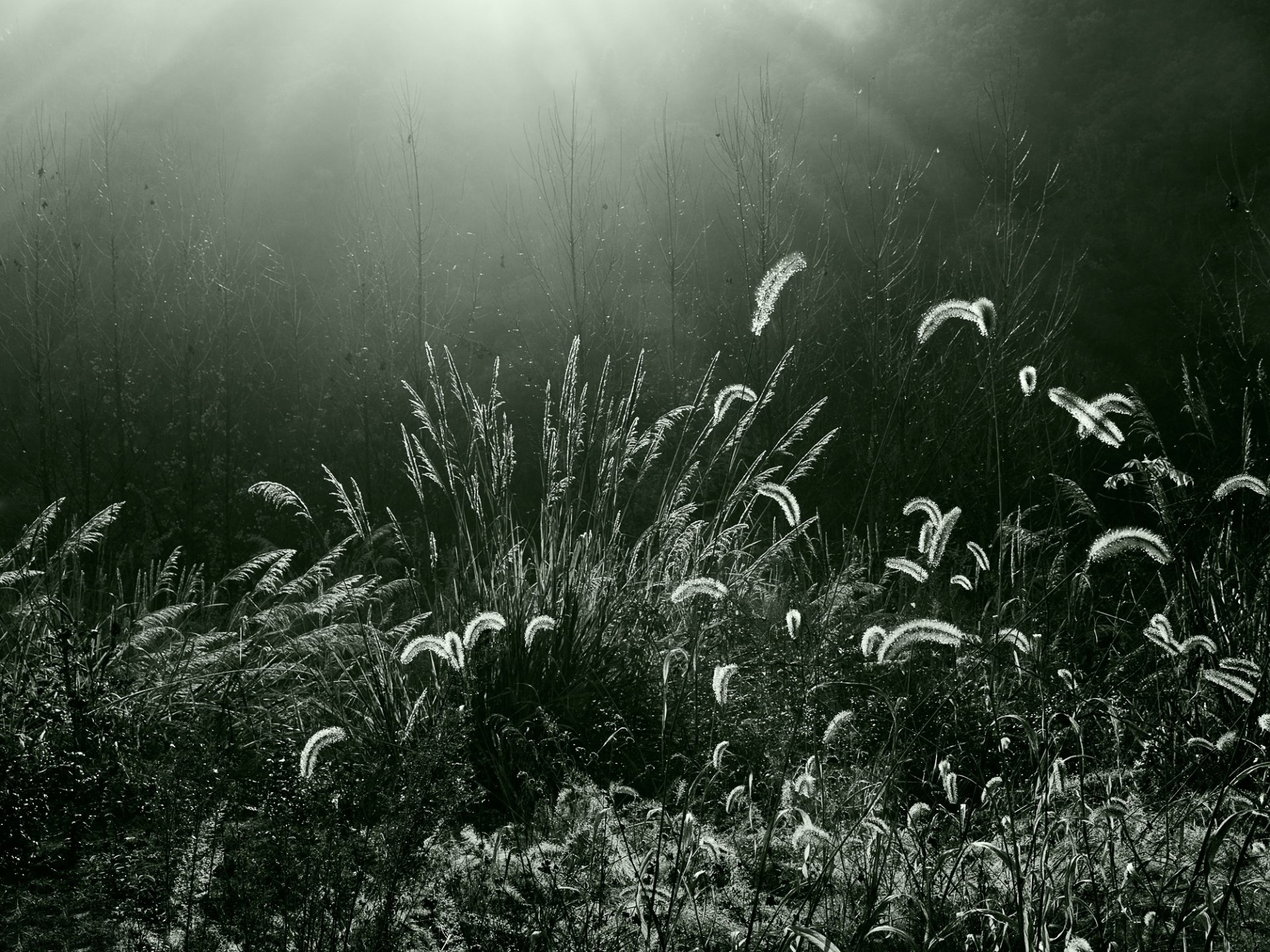 erba foresta illuminazione