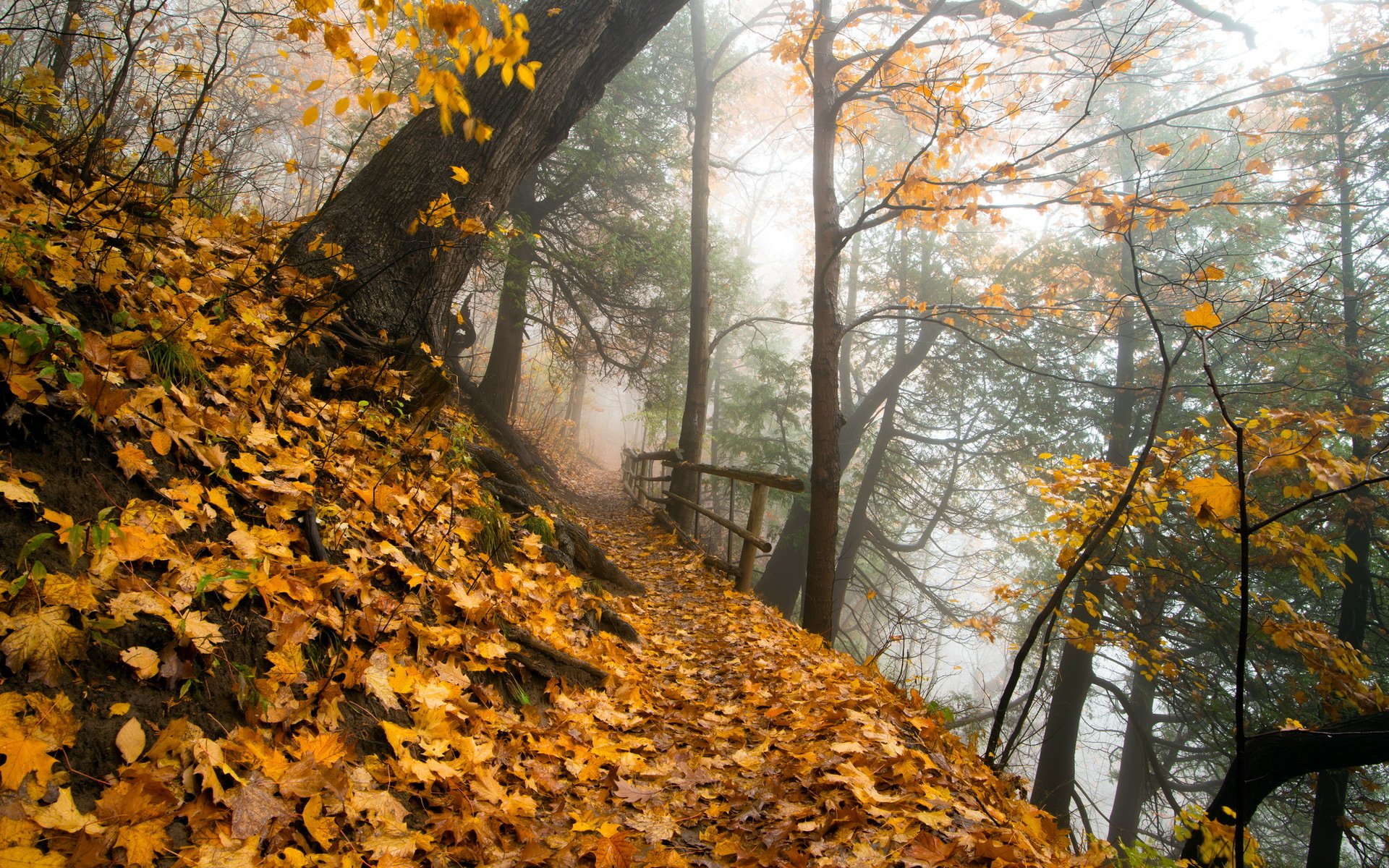 park autumn nature