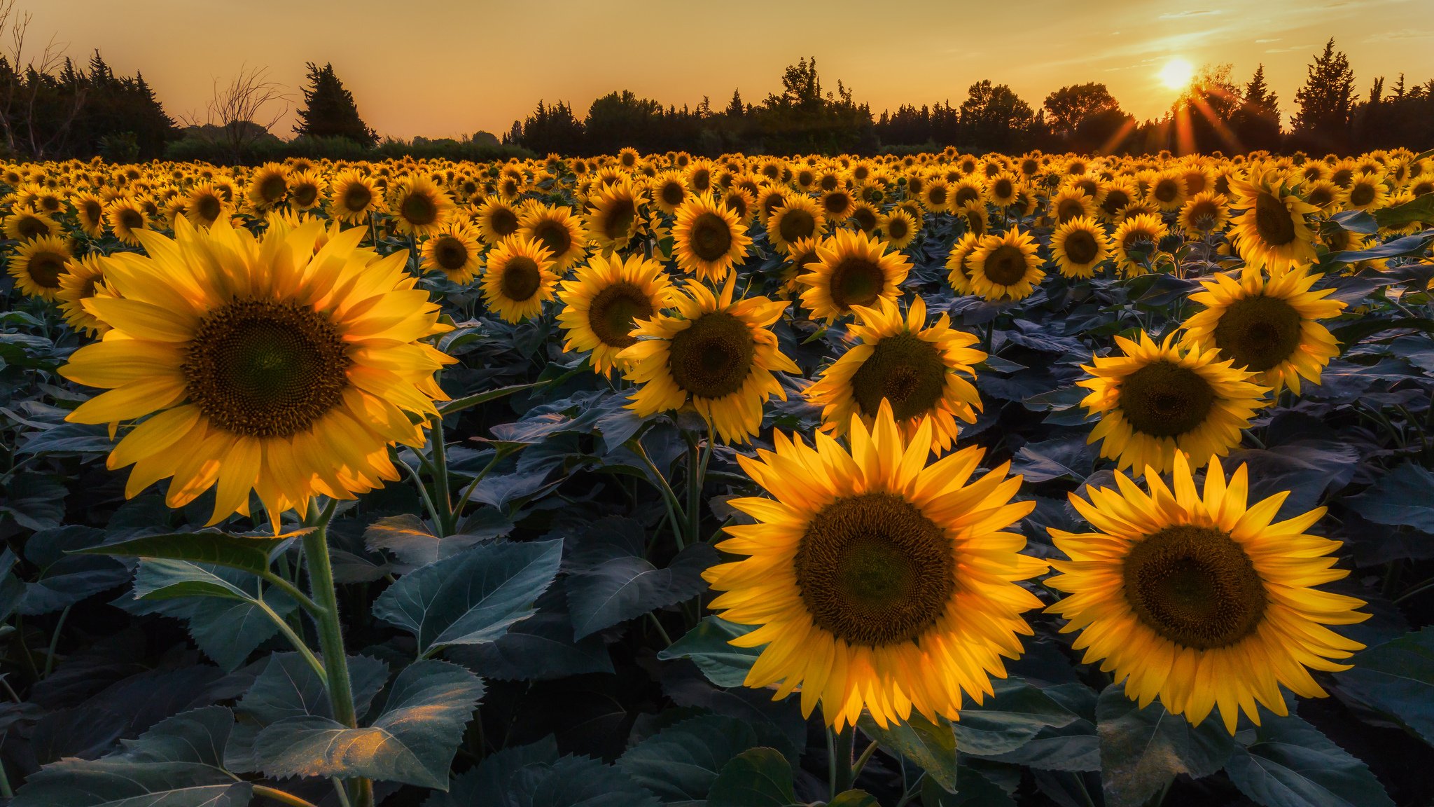 girasoli fiori campo alberi estate sole raggi sera