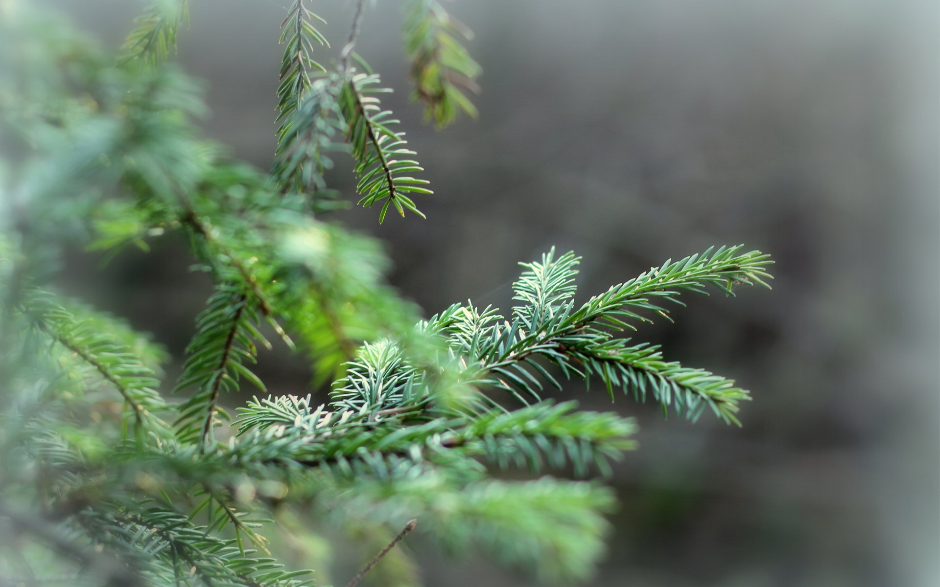 pruce branches needles tree