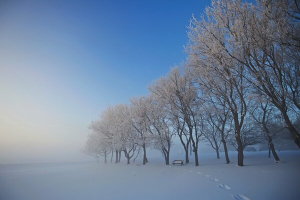 Zimowy zaśnieżony park ze śladami na śniegu