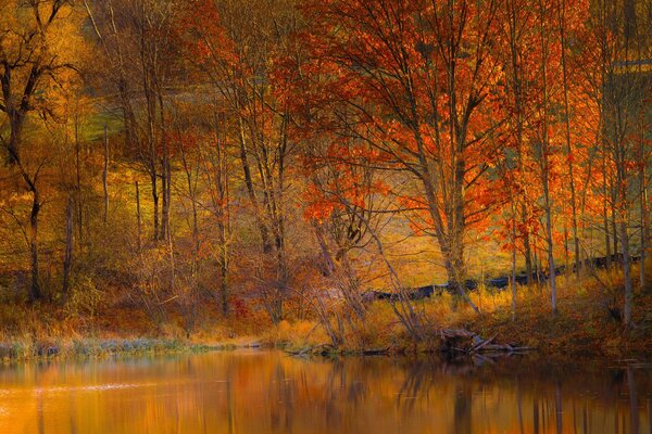 Crowns of golden trees over the pond