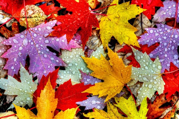 Gouttes de pluie multicolores arc-en-ciel se déposent sur les feuilles