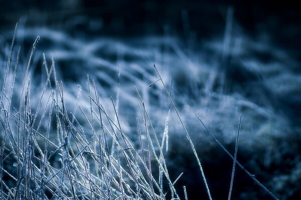 Herbe sèche la nuit dans le givre