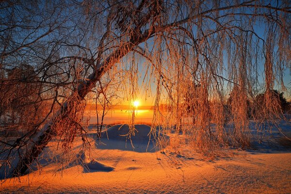 A snow-covered tree on the background of the sunrise