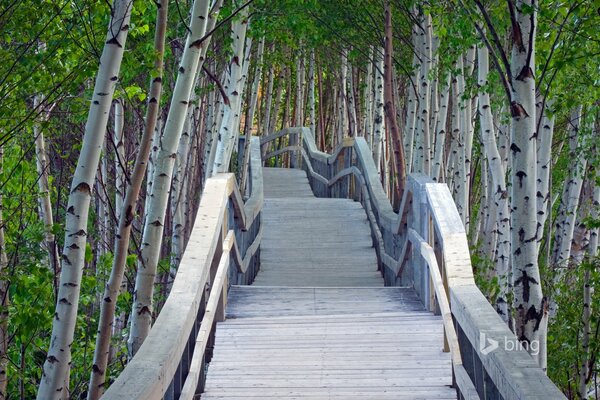 Bridge to the forest in a birch grove