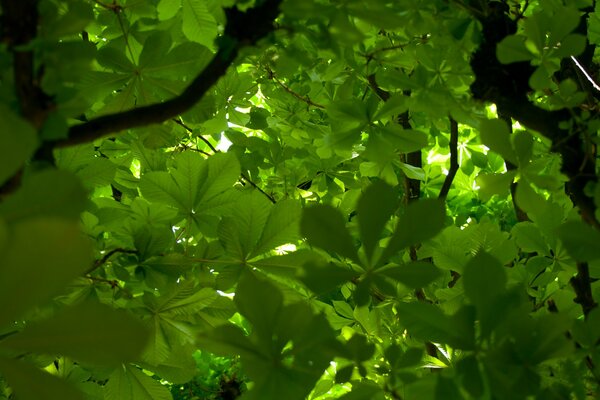 The crowns of the trees block the light