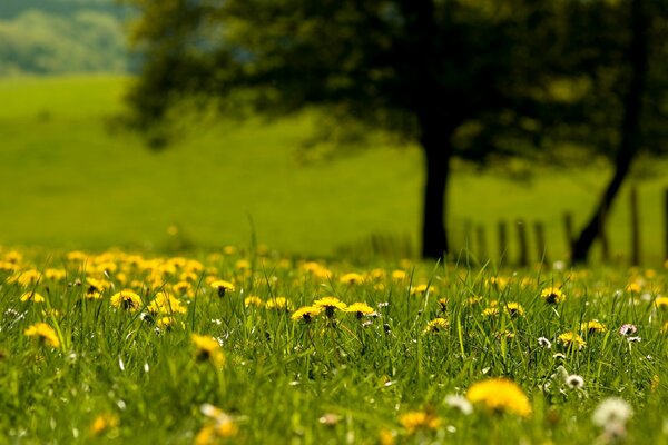 Löwenzahnlichtung an einem sonnigen Tag