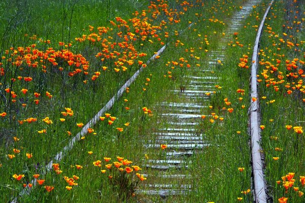 Summer flowers on the railway