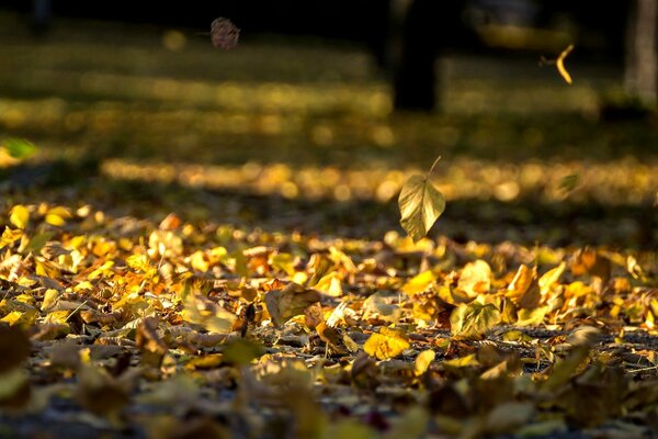 Y llegó el otoño. La caída de hojas comenzó