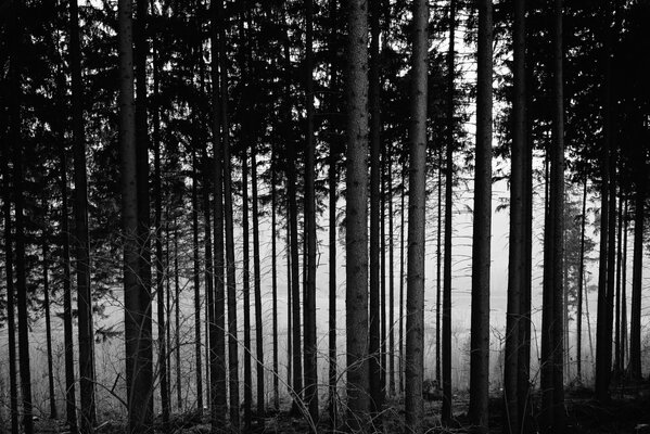 Árboles blancos y negros en el bosque en una noche de otoño