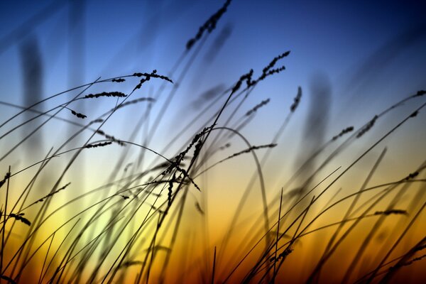 Grass in the evening against the background of sunset