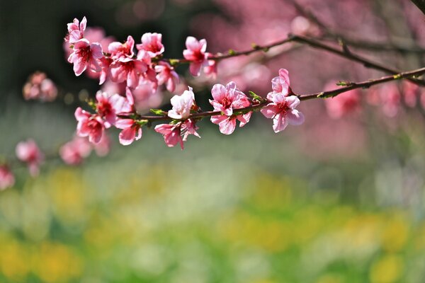 Cherry blossoms on a green background