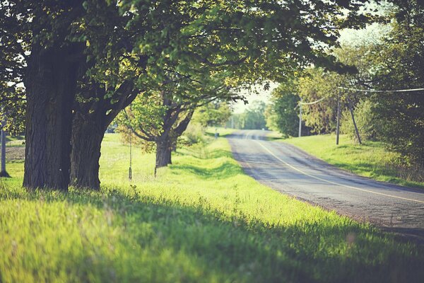 Trees by the road on a summer day