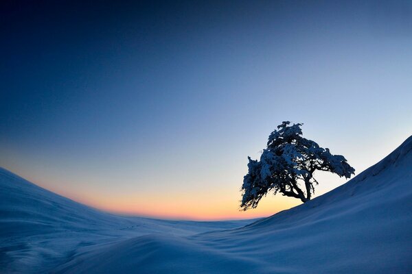 Albero solitario sullo sfondo di un deserto innevato