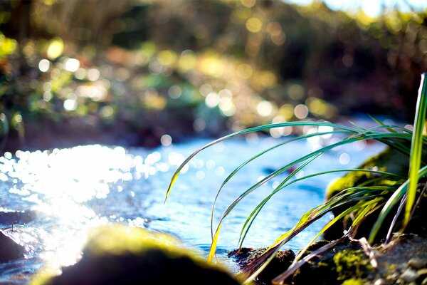 Blades of grass on the bank of a sunny stream