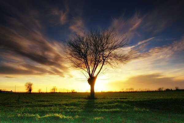 The sun s rays among the branches of a tree