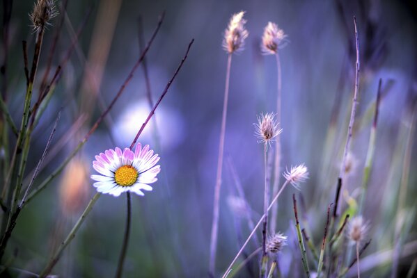 Grashalme und weiß-rosa Kamillenblüte