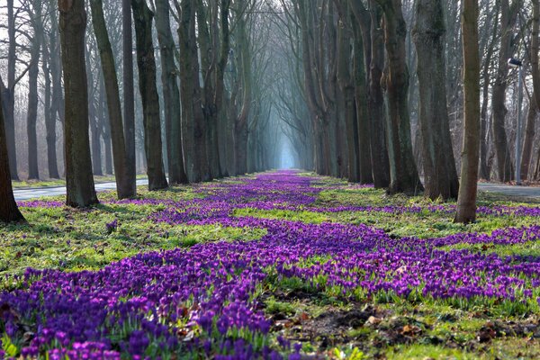 Przyroda, wiosenny park z gołymi drzewami i kwiatami krokusów