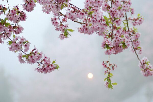 Ramitas de un árbol japonés. Flor de cerezo