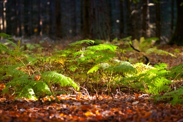 Farn im Wald von der Sonne beleuchtet