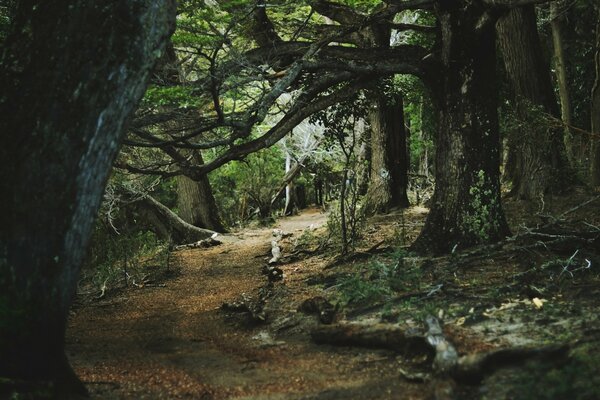 A path in a gloomy dark forest