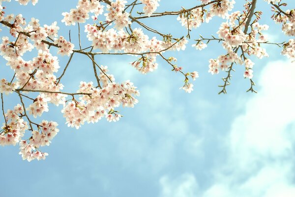 Spring flowering. Tree branches in flowers