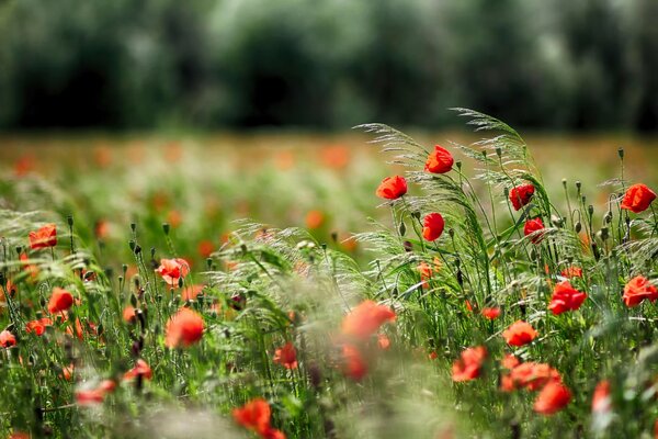 Poppy field on the background of the forest
