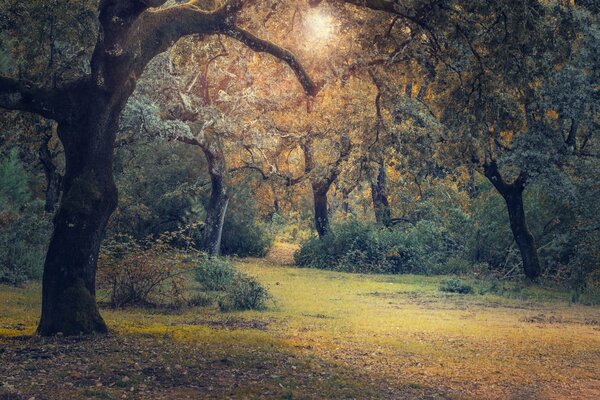 Radura della foresta cosparsa di volpi autunnali