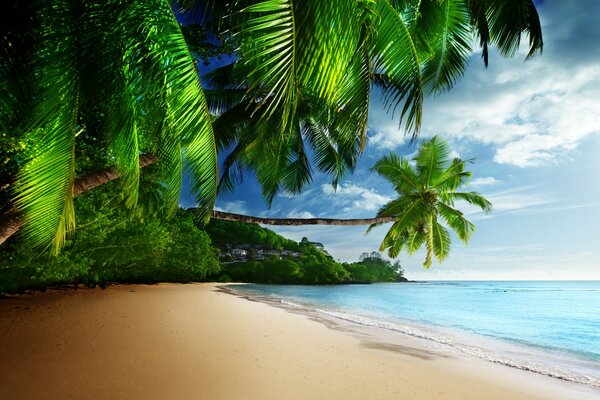 A deserted beach of a paradise island with clean sand and juicy green palm trees