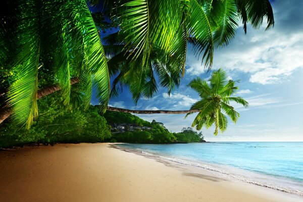Пустынный пляж райского острова с чистым песком и сочно-зелеными пальмами