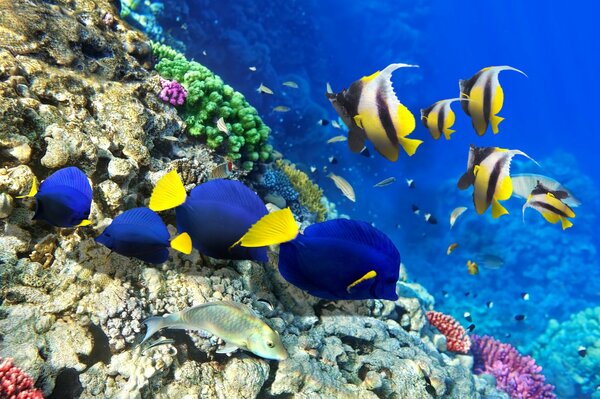 Muchos peces brillantes en el océano en los corales