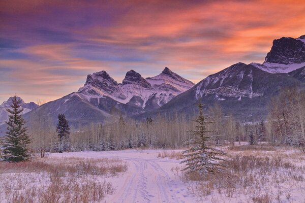 Montagnes enneigées et arbres faune