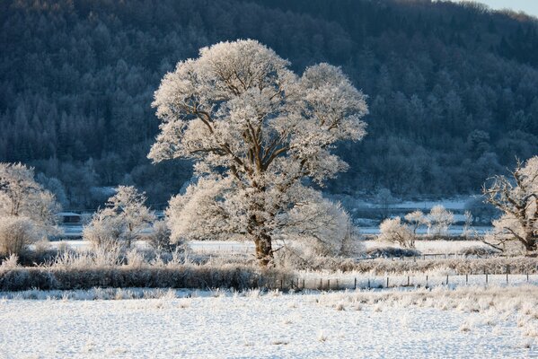 Wintermärchen am Hang des Waldzauns