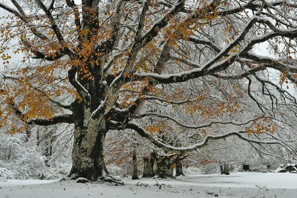 Winterbild eines großen Baumes