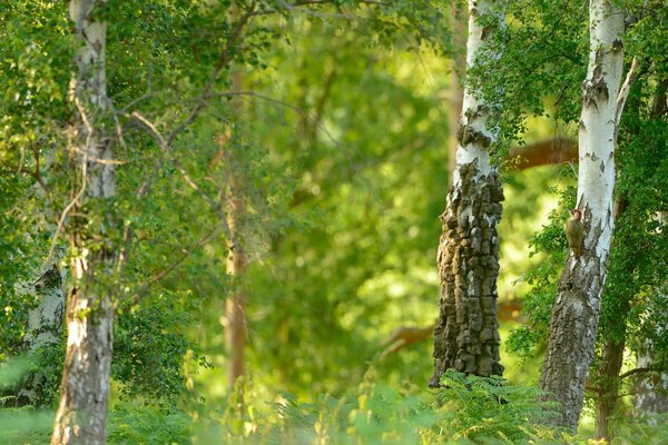 Birches in the summer green forest