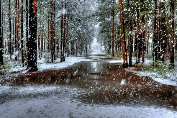 Arbres en hiver, il neige